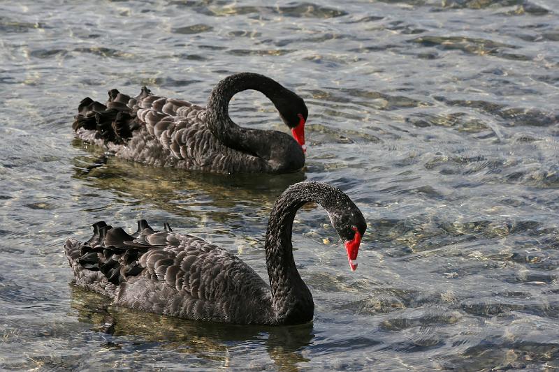 2007 04 17 Rotorua 011_DXO.jpg